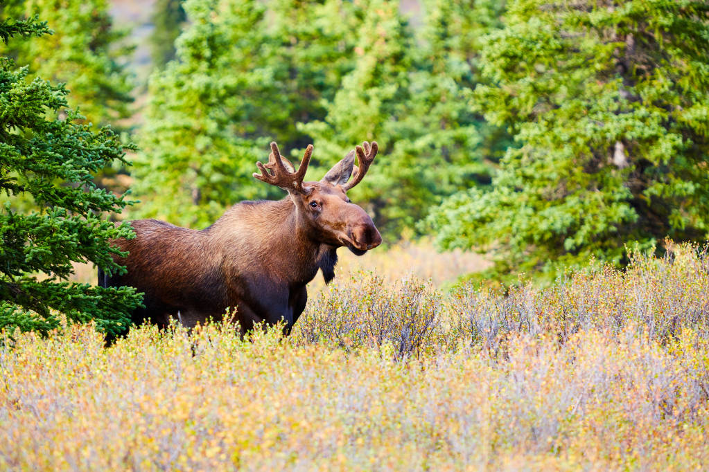 Native Animals Found in Alaska