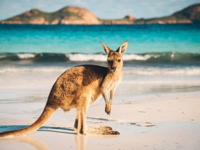 10 Native Australian Animals