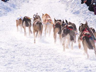 Alaska’s Iditarod: Experiencing The Last Great Race