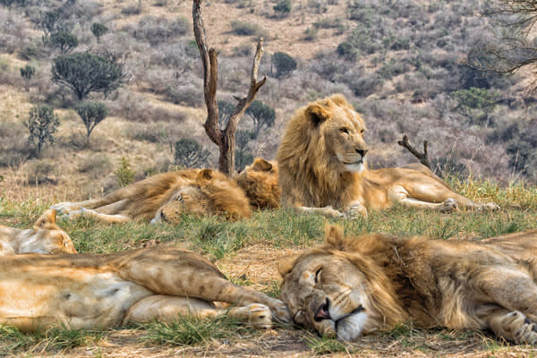 Lions in South Africa