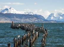 King Cormorant colony, Old Dock, Puerto Natales, Antarctic Patagonia, Chile