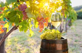 TUSCAN VINEYARD