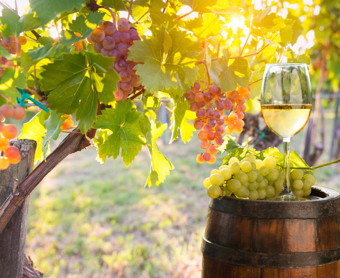 TUSCAN VINEYARD