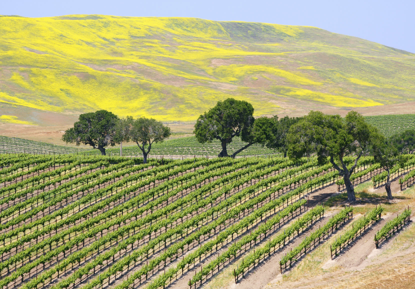 Vineyard-in-Santa-Ynez-Valley