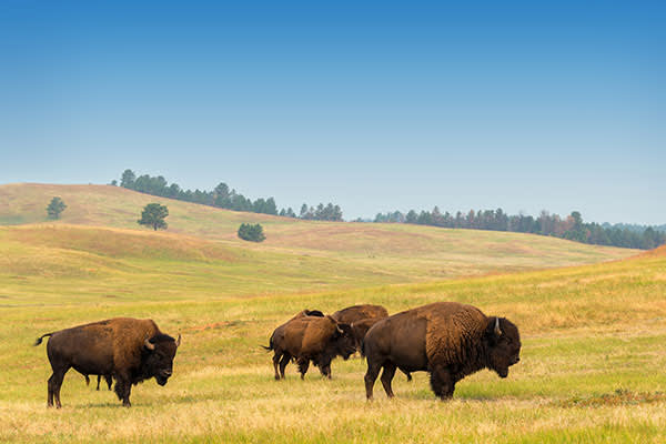 ymt-blog-national-parks-with-the-best-wildlife-viewing-bison