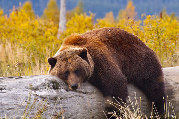 ymt-blog-national-parks-with-the-best-wildlife-viewing-grizzly-bear