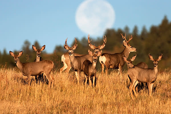 ymt-blog-national-parks-with-the-best-wildlife-viewing-mule-deer