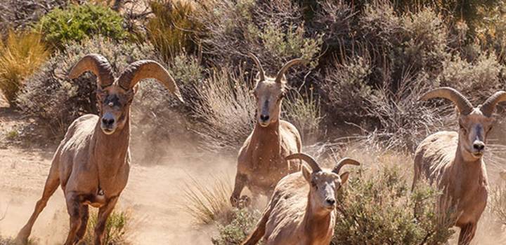 Native Animals Found in Alaska