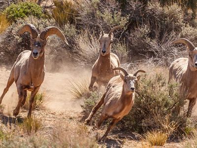 National Parks with the Best Wildlife Viewing