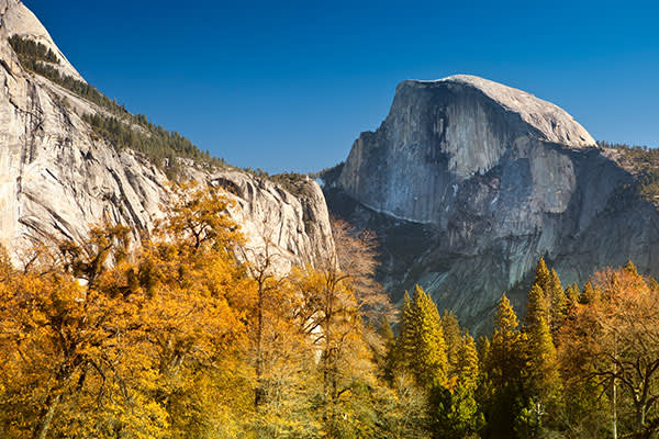 ymt-blog-national-parks-with-the-best-wildlife-viewing-yellowstone-half-dome