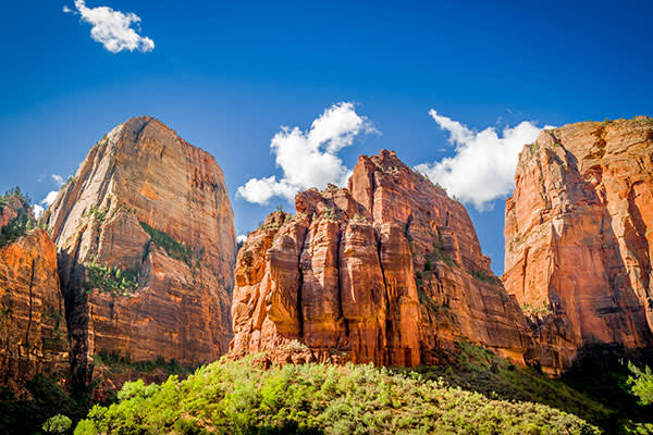 ymt-blog-national-parks-with-the-best-wildlife-viewing-zion