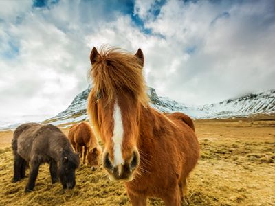 Wildlife and Animals in Iceland You Might See on Your Trip